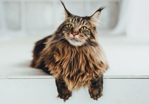 Maine Coon Cat Breed, Geniusvets.