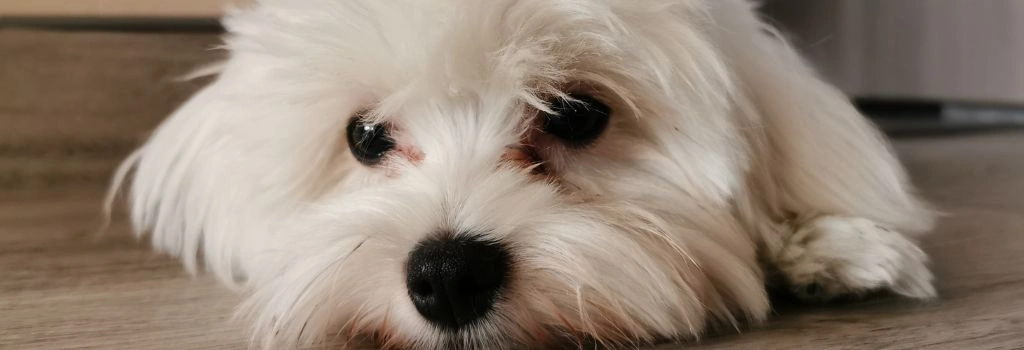 Maltese, GeniusVets Breeds 1