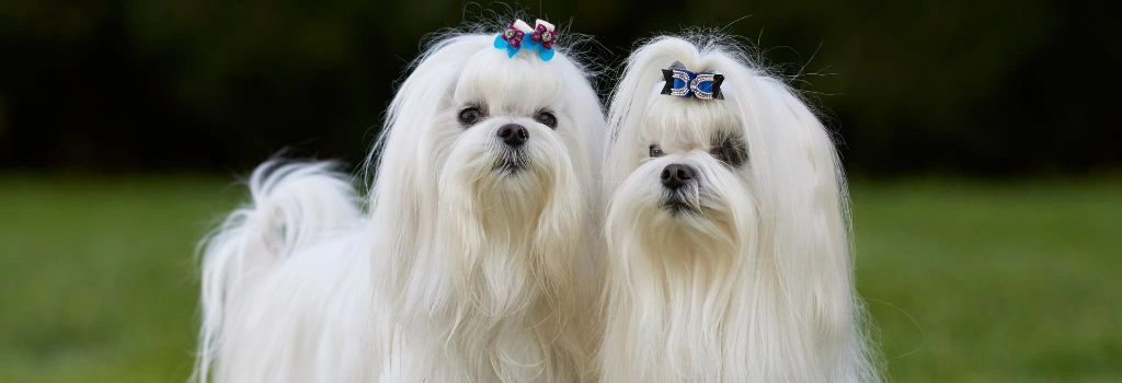 Maltese, GeniusVets Breeds 2
