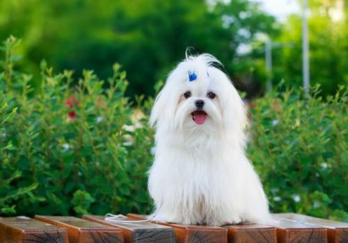 Maltese, Geniusvets 3.