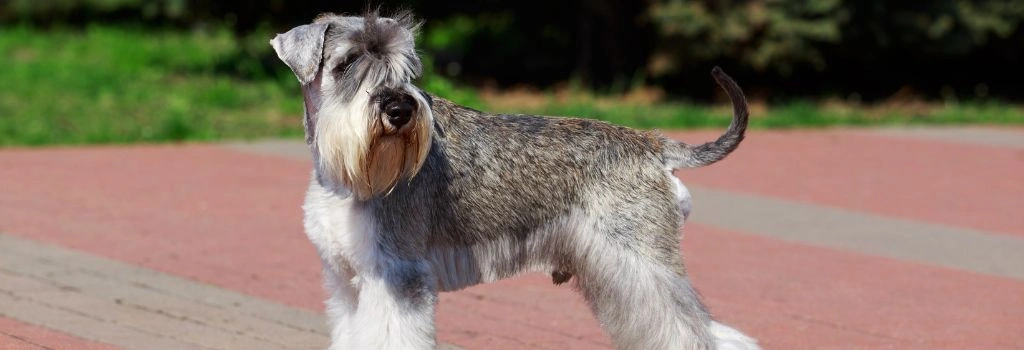 Miniature Schnauzer, GeniusVets Breeds 1
