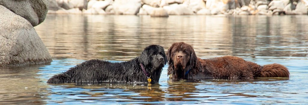 Newfoundland, GeniusVets Breeds 1