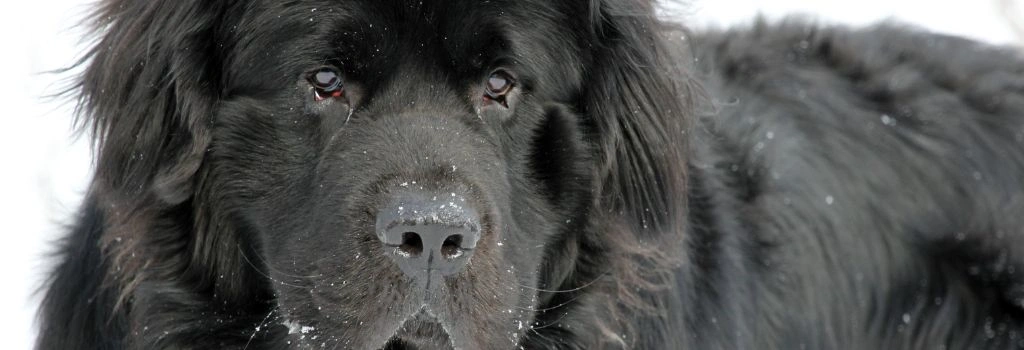 Newfoundland, GeniusVets Breeds 2