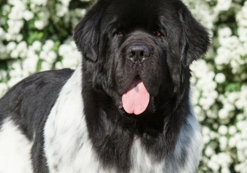 Newfoundland, Geniusvets 3.