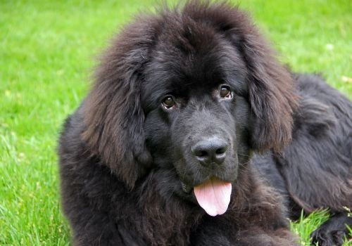 Newfoundland, Geniusvets 4.