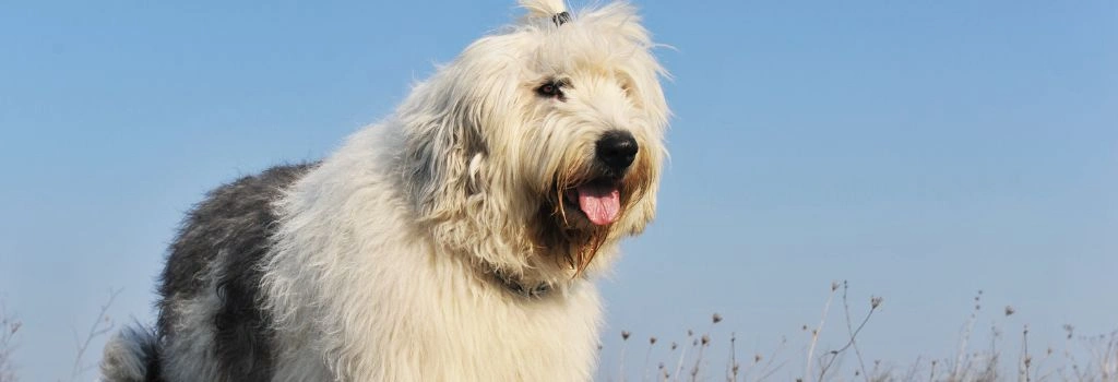 Old English Sheepdog, GeniusVets Breeds 1