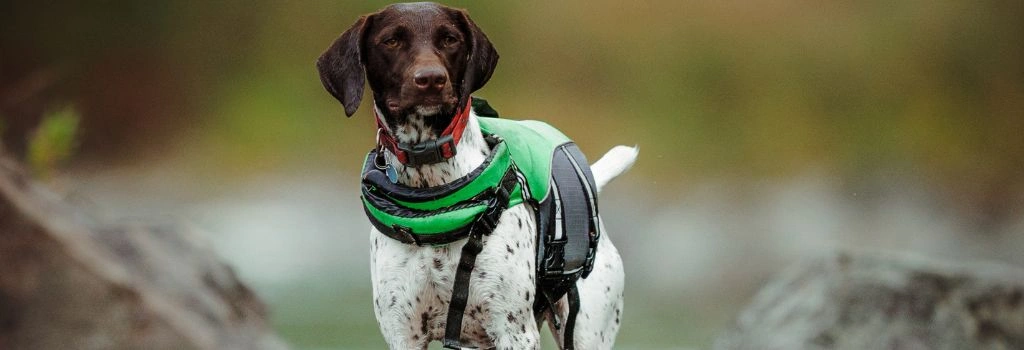 Pointer, GeniusVets Breeds 2