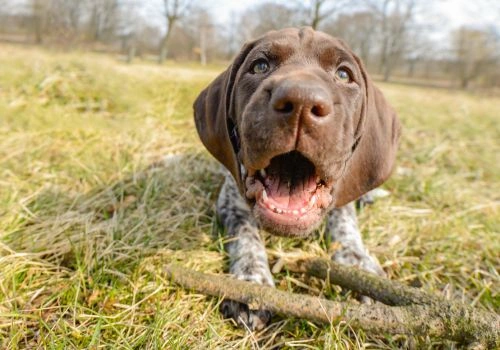 Pointer, Geniusvets 3.