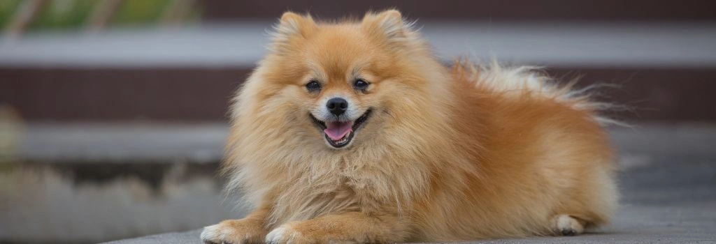 Pomeranian, GeniusVets Breeds 1
