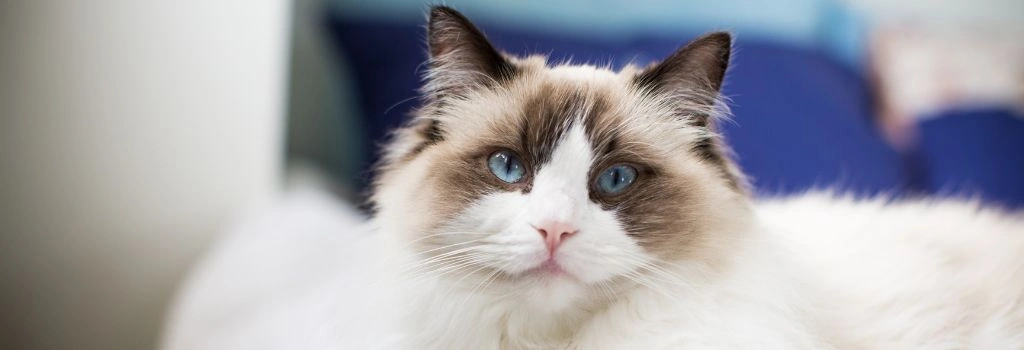 Ragdoll Cat Breed, GeniusVets