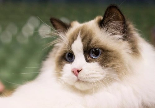 Ragdoll Cat Breed, Geniusvets.