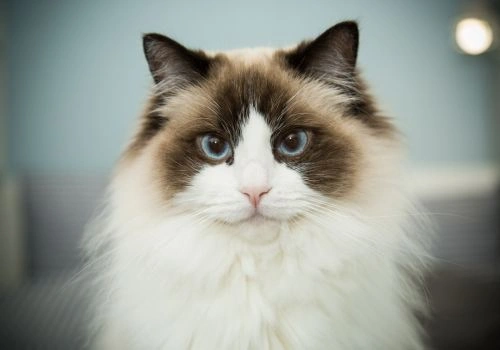 Ragdoll Cat Breed, Geniusvets.