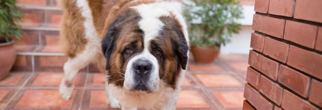 Saint Bernard, GeniusVets Breeds 2