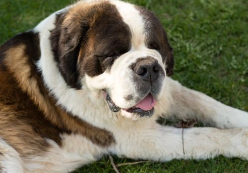 Saint Bernard, Geniusvets 3.