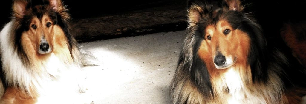 Shetland Sheepdog, GeniusVets Breeds 1