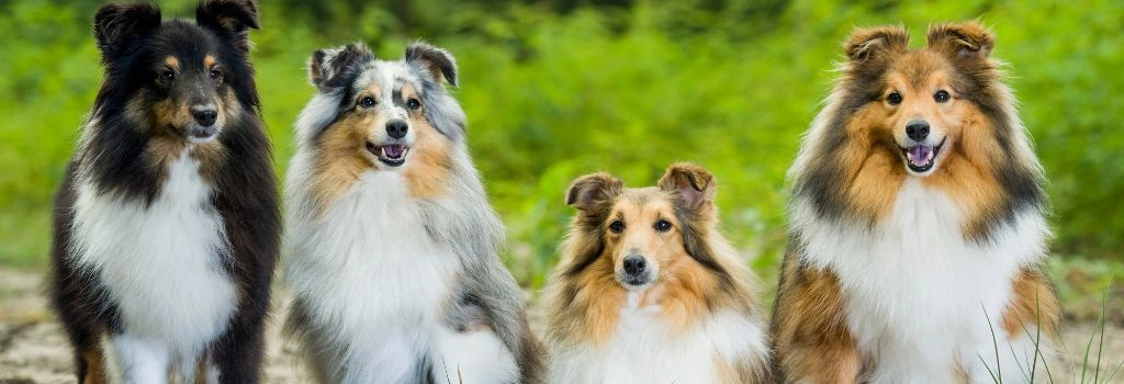 Shetland Sheepdog, GeniusVets Breeds 2