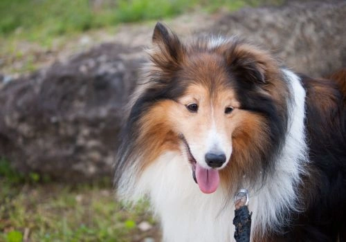 Shetland Sheepdog, Geniusvets 3.