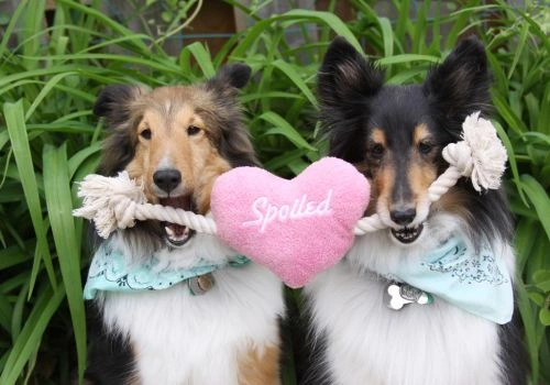 Shetland Sheepdog, Geniusvets 4.