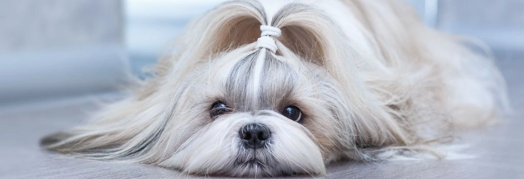 Shih Tzu, GeniusVets Breeds 1