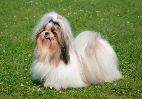 Shih Tzu, Geniusvets 3.