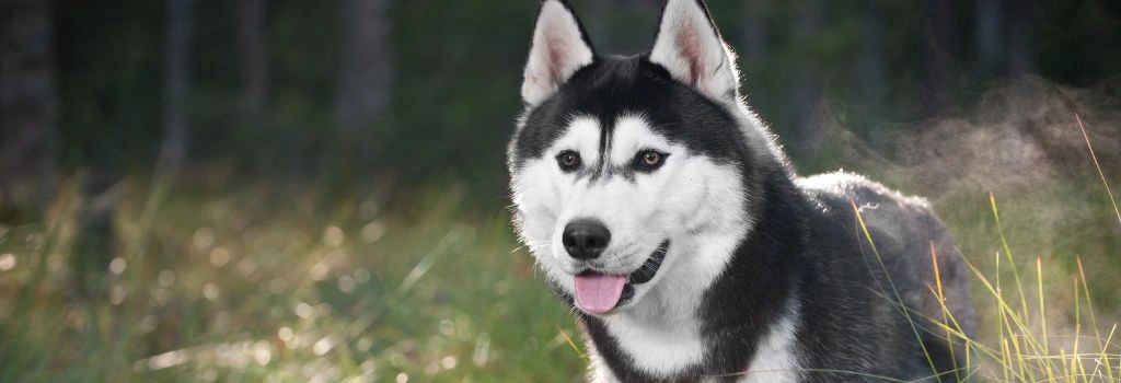 Siberian Husky, GeniusVets Breeds 2