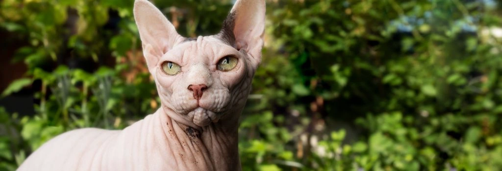Sphynx Cat Breed, GeniusVets