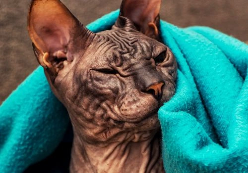 Spynx Cat Breed, Geniusvets.