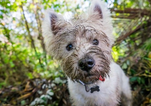 West Highland White Terrier, Geniusvets 3.