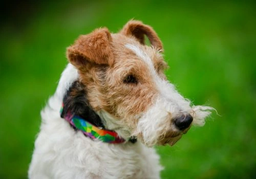Wirehaired Fox Terrier, Geniusvets 3.