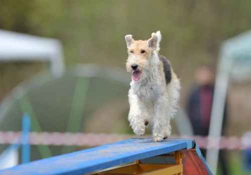 Wirehaired Fox Terrier, Geniusvets 4.
