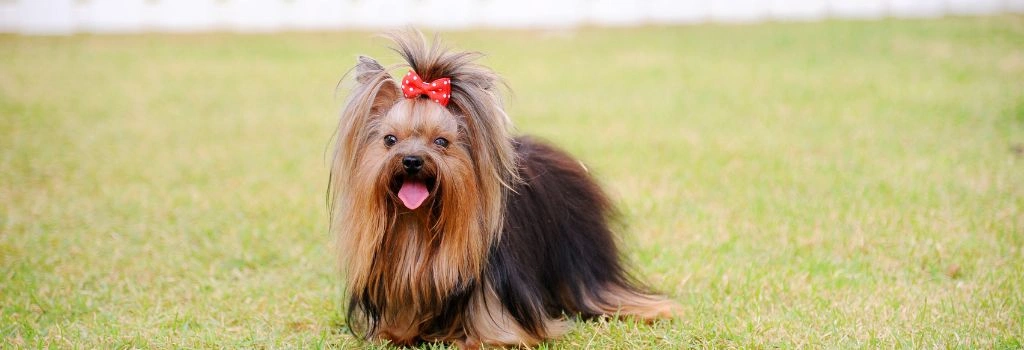 Yorkshire Terrier, GeniusVets Breeds 2