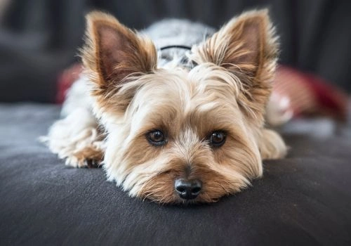 Yorkshire Terrier, Geniusvets 3.