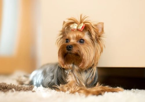Yorkshire Terrier, Geniusvets 4.